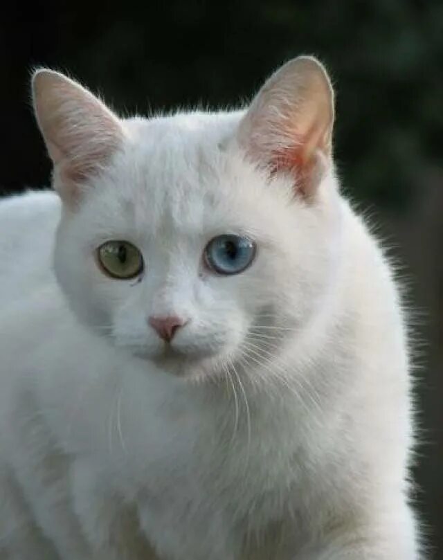 Как называется белая порода кошек. Ван кедиси. Турецкий Ван кедиси. Као мани порода кошек. Ван кедиси порода кошек.