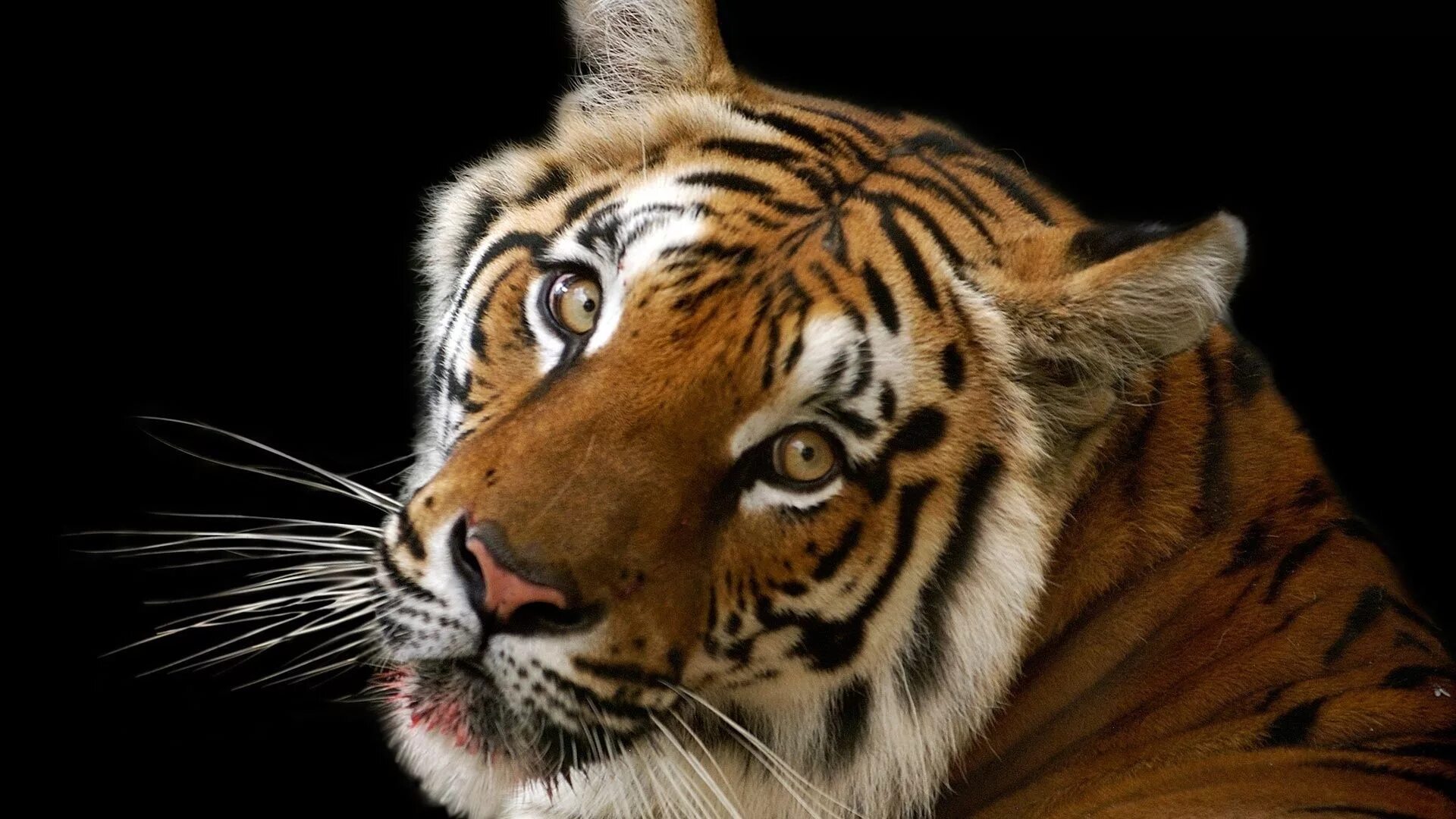 Заставки на телефон тиграми бесплатные. Тайгер тигр. Красивый тигр. Тигр морда. Тигр на заставку.