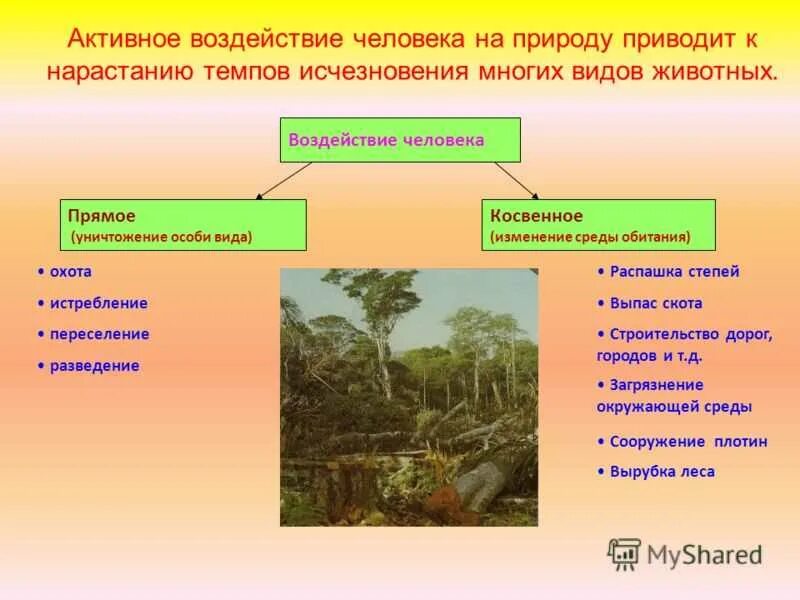 Воздействие человека на природу. Влияние природы на животных. Косвенное влияние на природу. Косвенное влияние человека на природу. Почему нарушенный природный комплекс долго восстанавливается