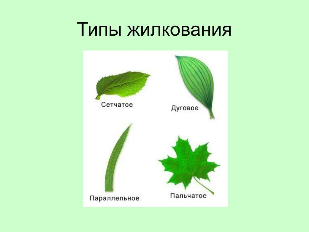 Параллельное тип листа. Жилкование листа шиповника. типы жилкования листьев 6 класс биология. жилкование листа ивы. жилкование листа тополя.