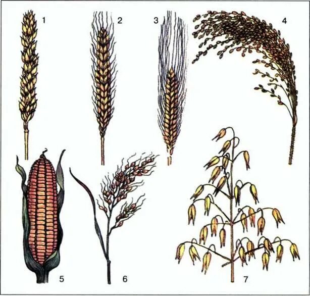 Роды злаковых. Просо гречиха рис. Колос гречихи. Рожь, овес, гречиха, рис. Чумиза рис.