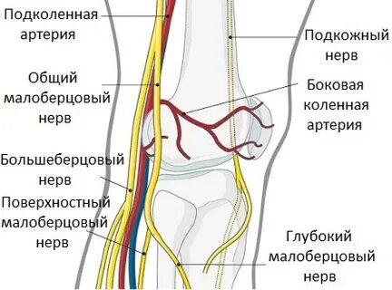 Нервы суставов