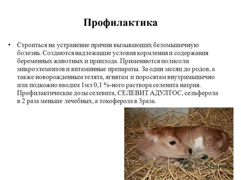 Беломышечная болезнь у ягнят. Беломышечная болезнь ягнят. Беломышечная болезнь у телят симптомы. Беломышечная болезнь ягнят. Беломышечная болезнь ягнят.