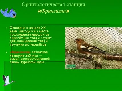 Станция кольцевания птиц