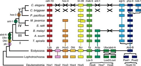 Hox Gene Loss during Dynamic Evolution of the Nematode Cluster: Current.