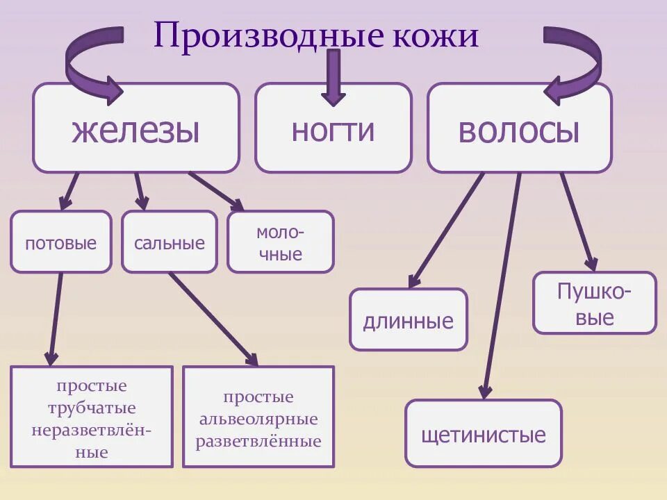 Кожные железы и их роли. Железы кожи функции таблица. Железы кожи человека таблица. Значение для организма специальных кожных желез. Кожные железы и их роли.