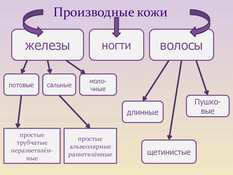 Строение и функции производных кожи. Схема строения производных кожи. Кожа и ее производные схема. Производные кожи человека функции. Производные кожи схема.