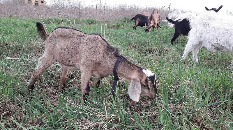 Беспородные козы. Продаются козы. Коза в Забайкальском крае. Калтасинская коза.