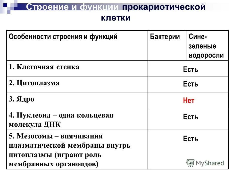 Особенности прокариотической клетки. Особенности строения прокариотической клетки. Характеристика прокариотической клетки. Функции структура прокариотической клетки.