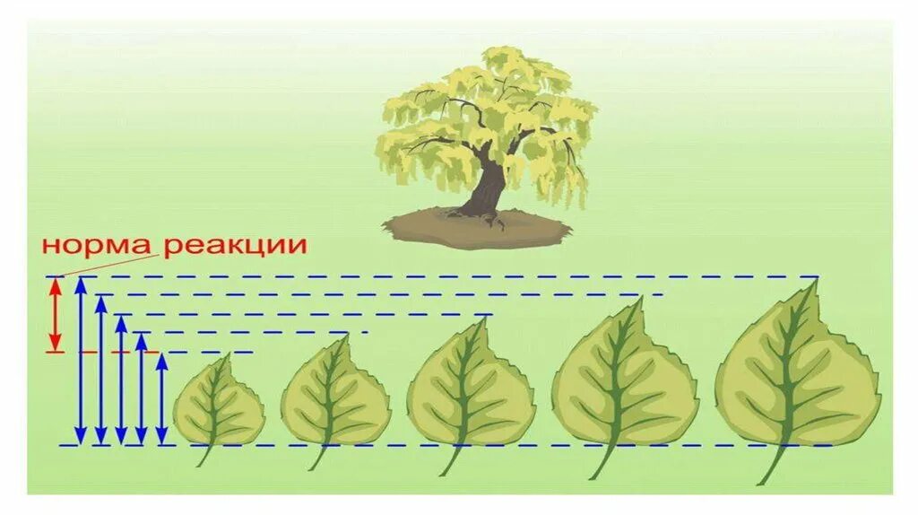 Норма реакции биология 10 класс. Норма реакции. Норма реакции это в биологии. Норма реакции модификационной изменчивости.