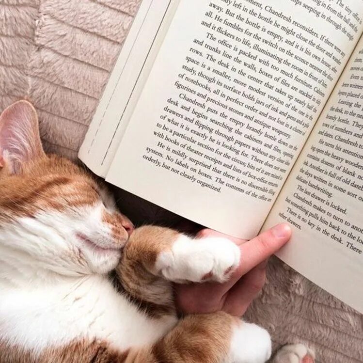 Кот с книгой. Книги про кошек. Книга котик. Кот среди книг