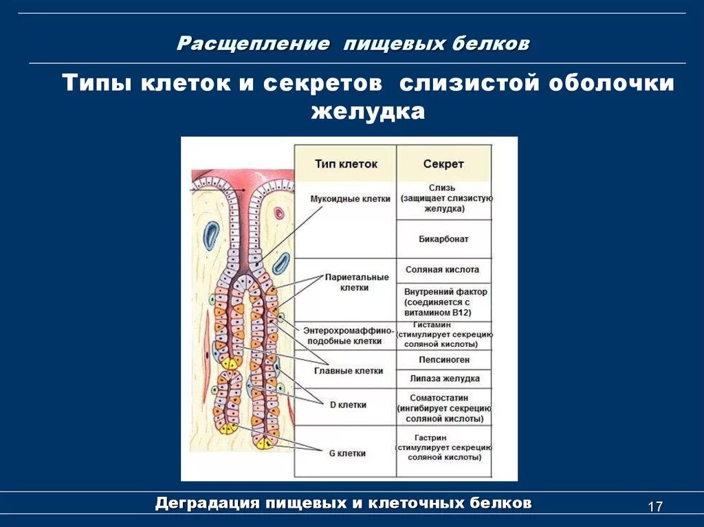 Где расщепление белки. Расщепление белков. В желудке белки расщепляют я до. Мукоидные клетки желудка.