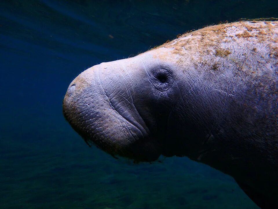 15 морских животных