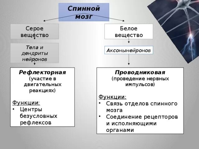 Серое вещество и белое вещество функции. Из чего состоит белое и серое вещество. Функции серого и белого вещества спинного мозга. Серое вещество и белое вещество спинного мозга функции. Что находится в сером веществе