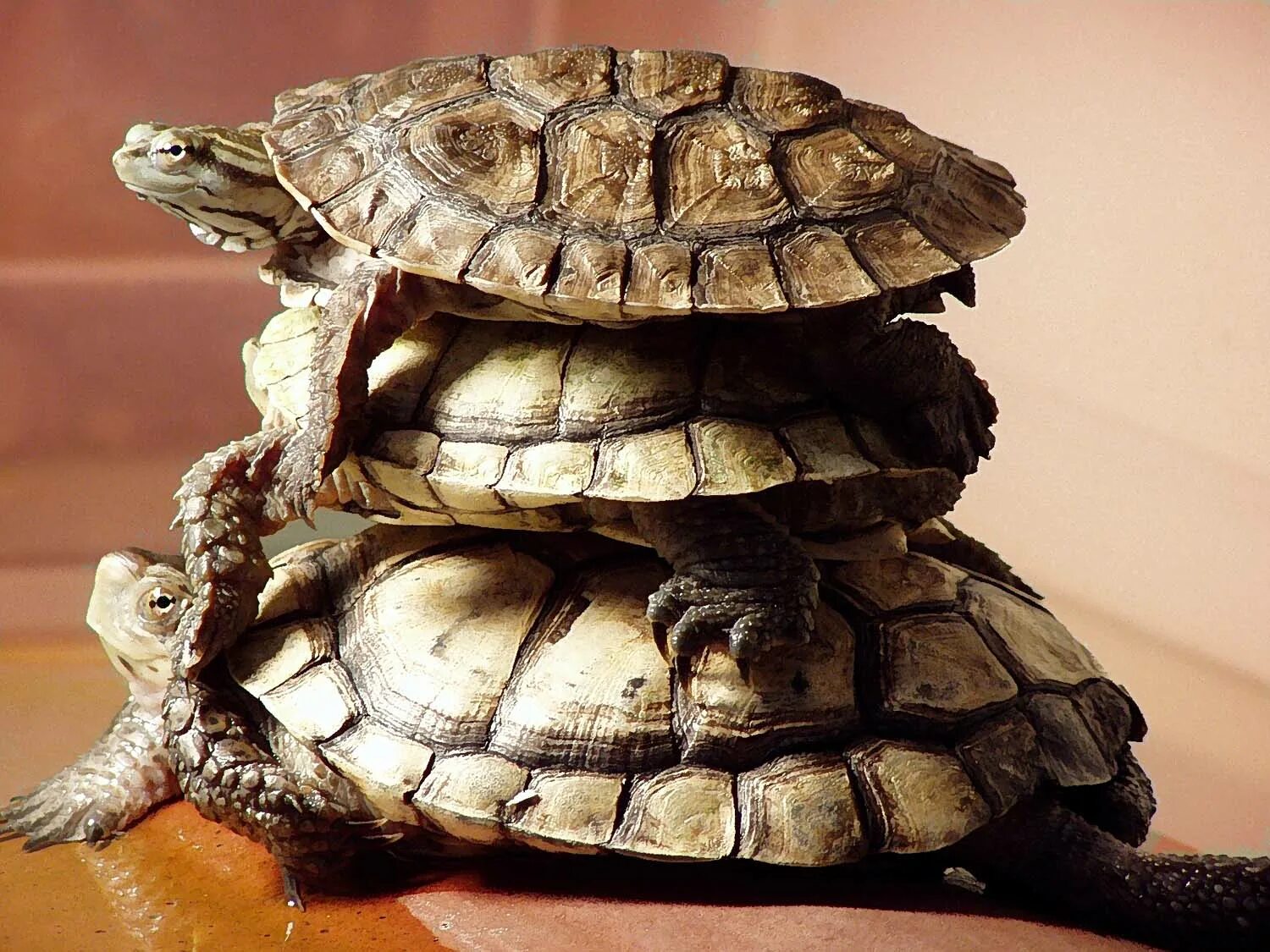 Красноухие черепахи 2. А теперь покатай меня большая черепаха. Три черепахи. Почему сидит черепаха на черепахе. Черепашка на ладошке.