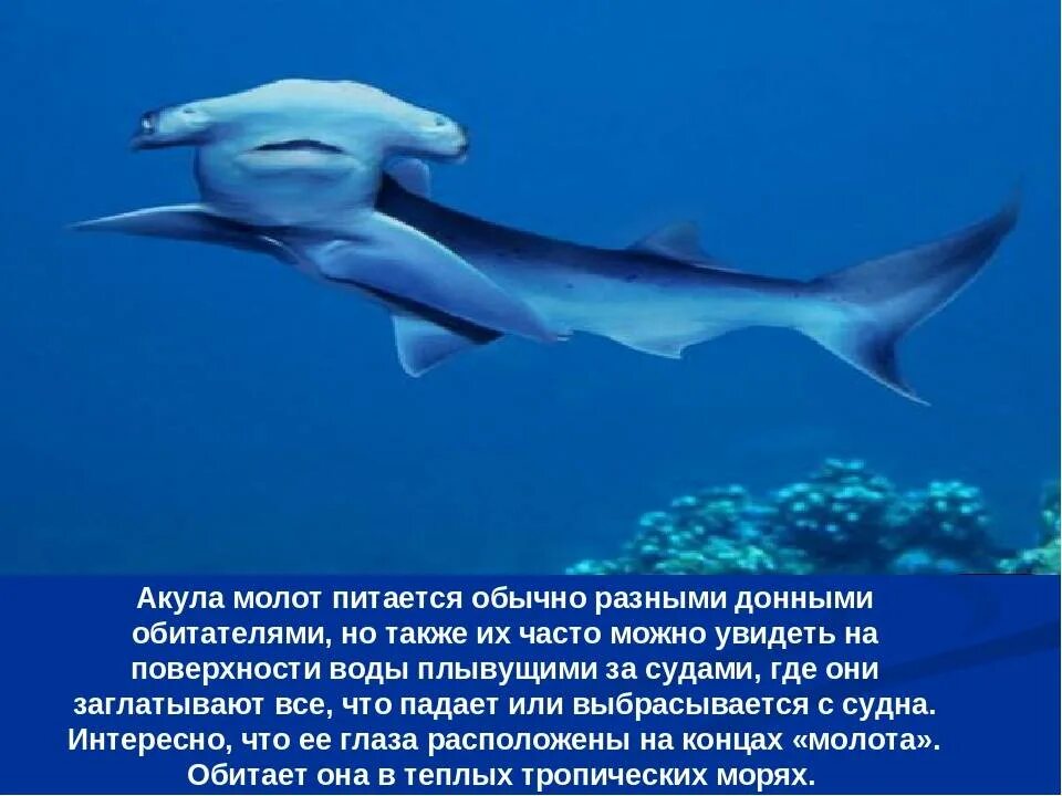 Самое интересное про акул. Акула молот презентация. рыба молот интересные факты. презентация акула молот 2 класс. акула молот описание.