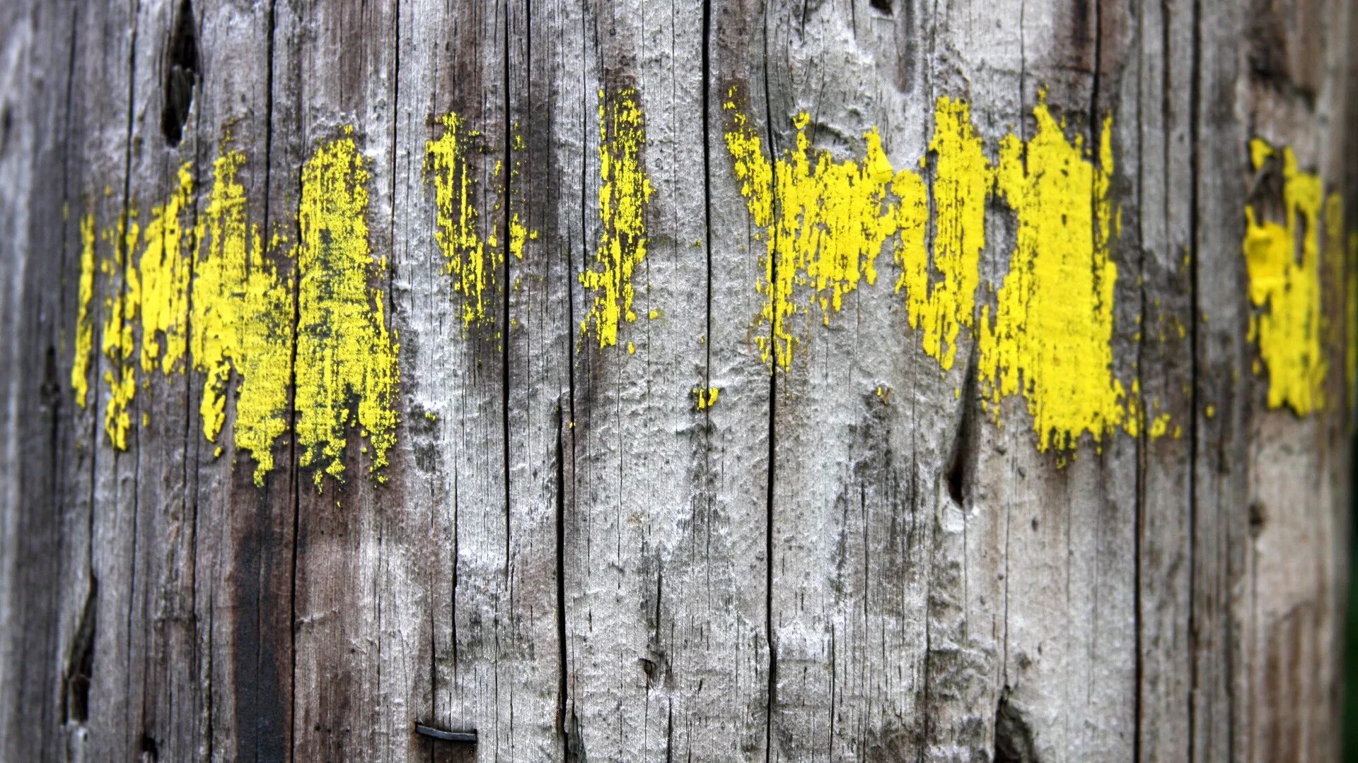 желтая краска дерево. желтая краска дерево. дерево покрашенное желтой краской текстура. бело желтый фактура дерева. старые доски.