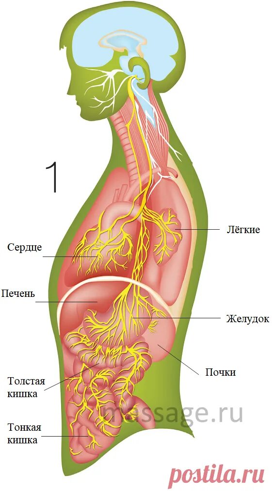 Где проходит блуждающий нерв. Где проходит блуждающий нерв. Блуждающий нерв иннервирует органы. Блуждающий нерв. Блуждающий нерв анатомия схема.