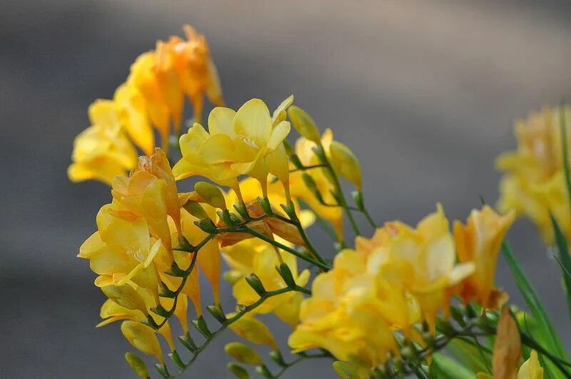 Фрезия (freesia). Фрезия энкель. Цветущая фрезия. Фрезия цветок. Дерево фрезия.