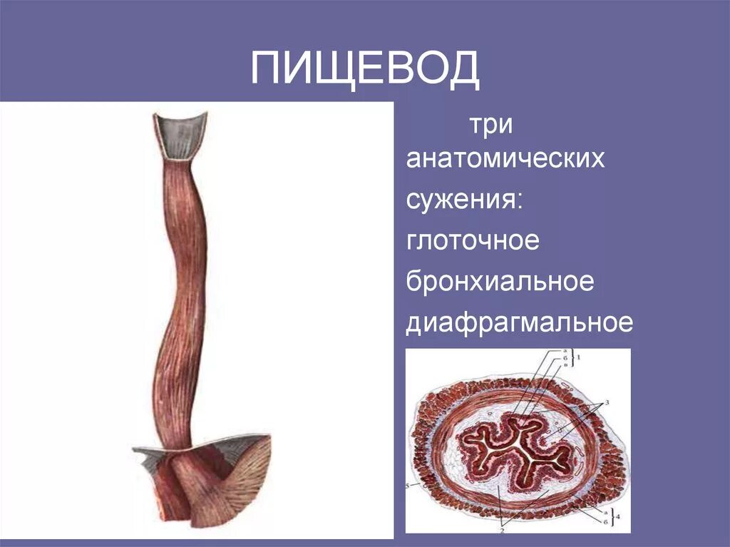 Пищевод анатомия Синельников. Сужения пищевода (oesophagus). Анатомические сужения пищевода анатомия. Пищевод анатомия человека сужения. Пищевод картинка