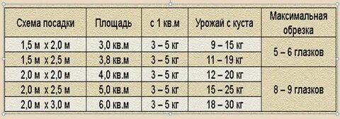 Расстояние между виноградом при посадке в ряду