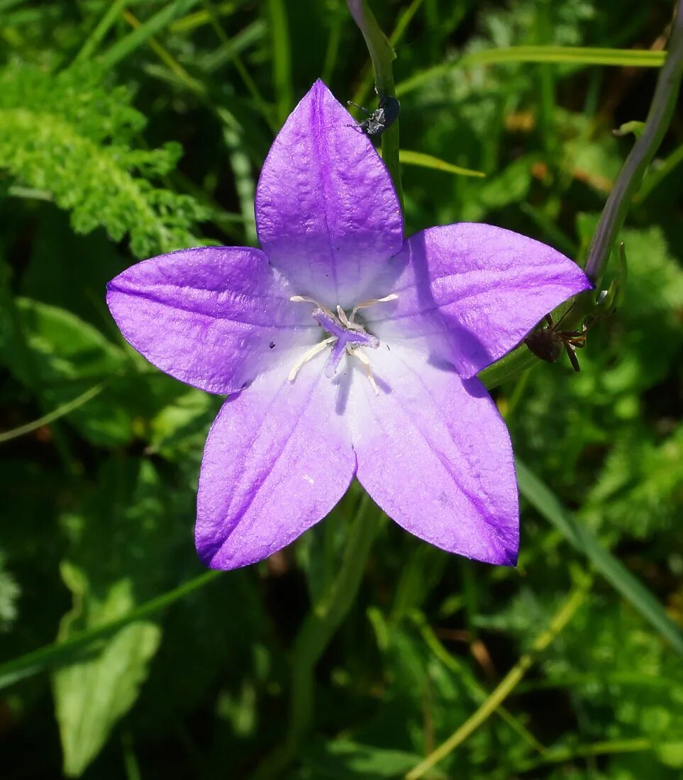 Campanula altaica. Колокольчик Алтайский красная. Колокольчик Алтайский красная книга. Колокольчик алтайский