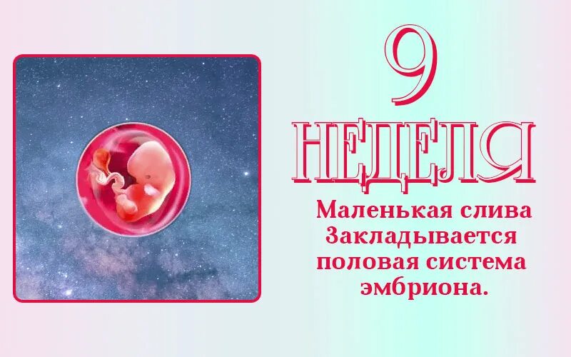 Ребёнок на 9 неделе беременности. Плод на 9 неделе беременности. Эмбрион на 9 неделе беременности.