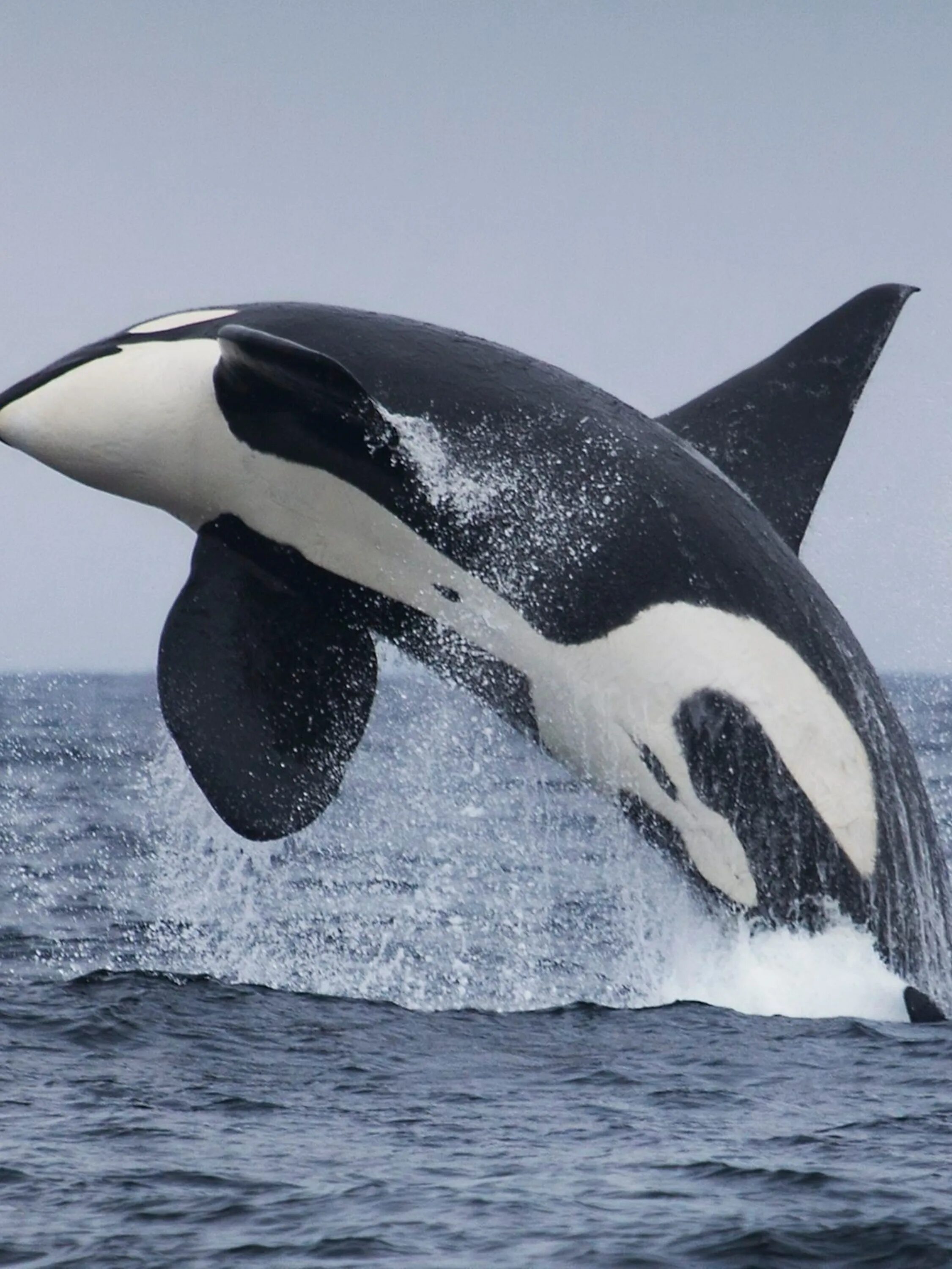Касатка 2014. Китообразные Касатка. Orca Касатка Касатка. Касатка это кит или Дельфин.