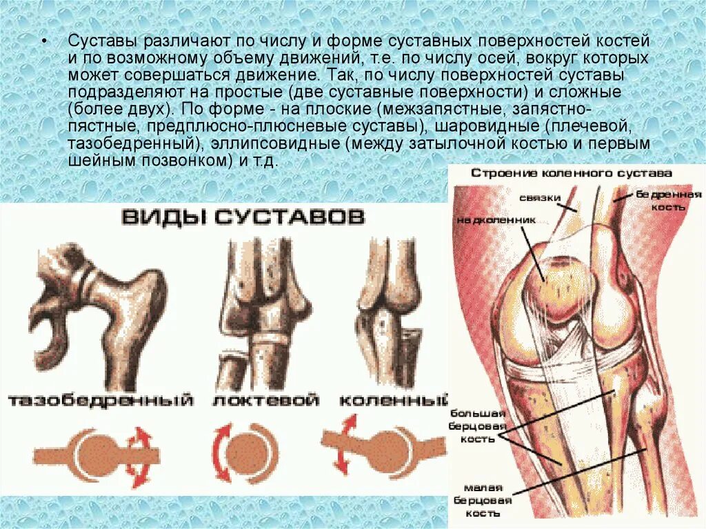 Строение сустава. Для костей и суставов. Кости и суставы. Суставные кости. Функции движения суставов