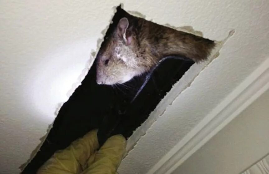 Домик для мышей. Мыши в доме. Домик для мышей. Мышь под шкафом. Крыса под.