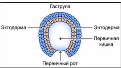 Двухслойные эктодерма и энтодерма. Первичная кишка гаструла. гаструла эктодерма энтодерма. строение гаструлы. опишите строение гаструлы.