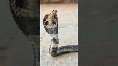 Покажи видео кобра