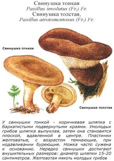 Можно ли есть свинушки грибы