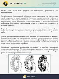 Хпн у кота лечение