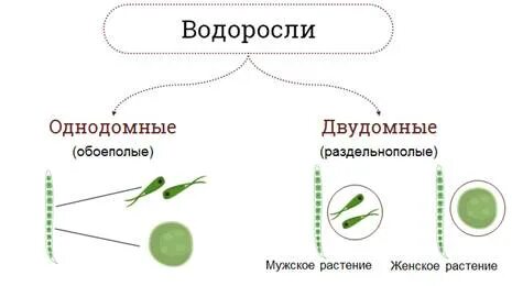 Размножение водорослей вдоль азовского моря