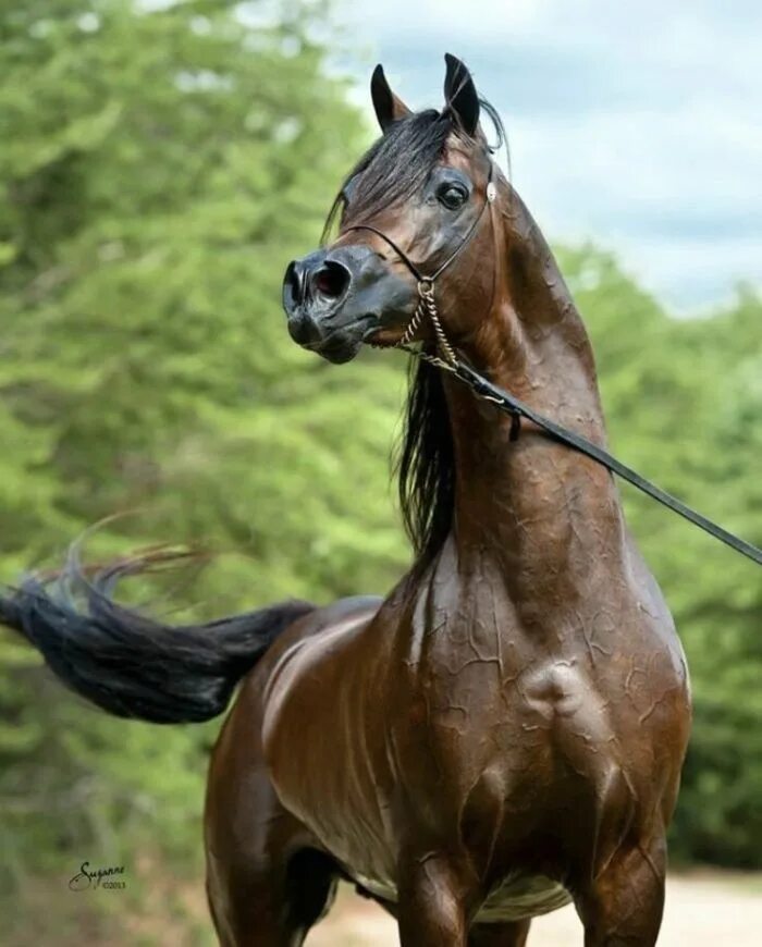 Картинки лучших лошадей. Арабская лошадь (арабский скакун). Арабская чистокровная сиглави. Сиглави арабская лошадь. Кохейлан-сиглави.
