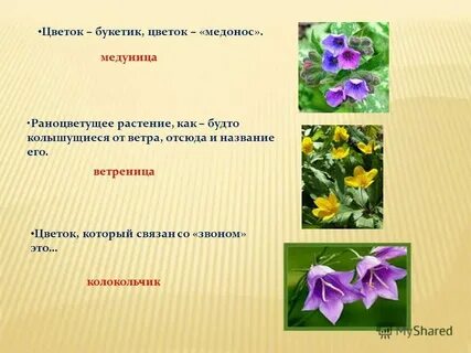 Каким именем назвать растения