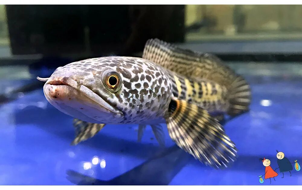 Карп кои красный. Рыбы азии. Карпы кои. Карпы кои. Рыбы азии.