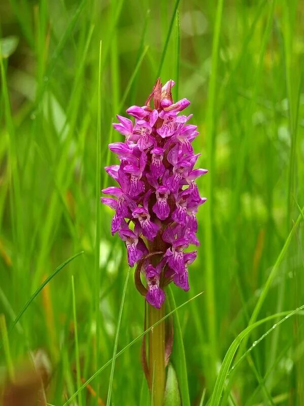 Ятрышник фото. Орхидея ятрышник. Орхидея ятрышник шлемоносный. Дикая Орхидея ятрышник. Дикая Орхидея ятрышник пятнистый.