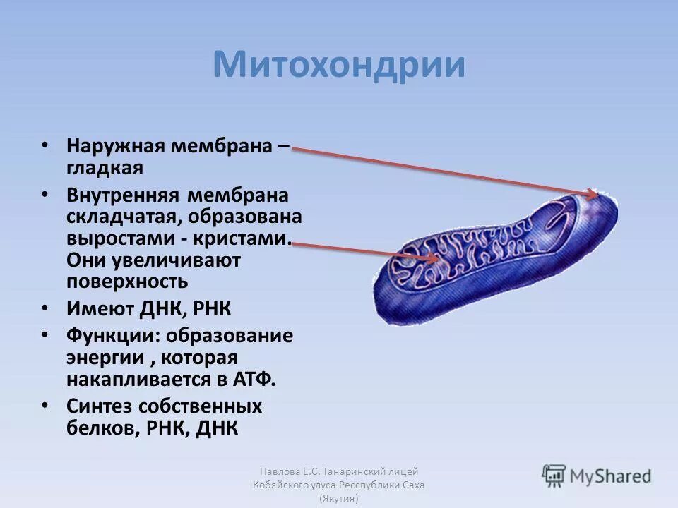 Митохондрия рнк. Внуиркнняя месьрага митхонодрии. Внутренняя мембрана митохондрий. Строение внешней мембраны митохондрий. Функции наружной мембраны митохондрий.