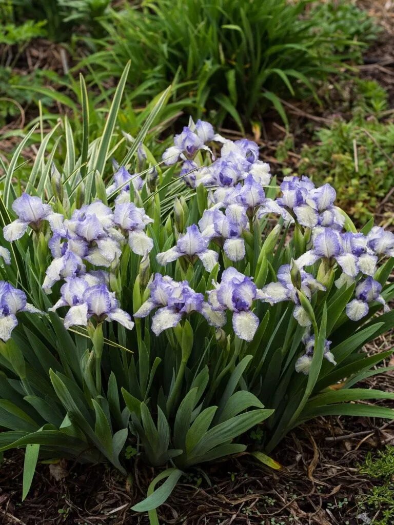 Ранние луковичные цветы фото. Ирис карликовый (Iris pumila). Ирис Касатик карликовый. Ирис бородатый карликовый. Ирис карликовый луковичный.