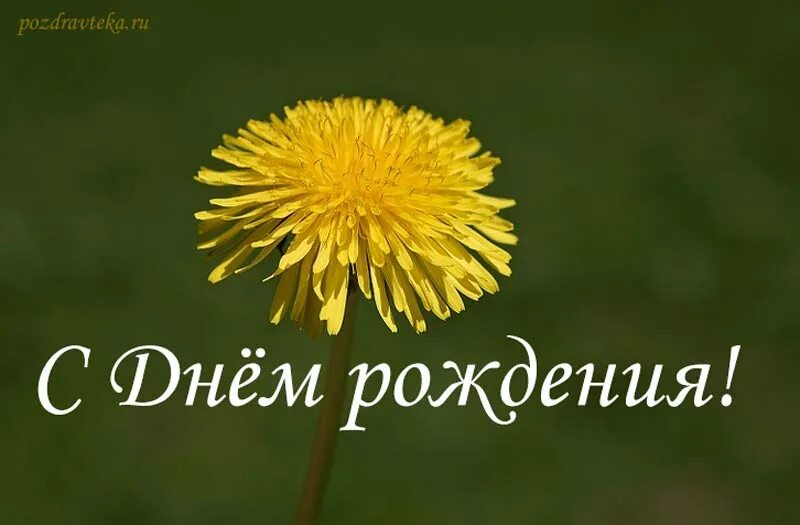 Пожелания парню с днем рождения своими словами. С днем рождения солнце. Открытки с днём рождения мужчине. Поздравляю с днём рождения одуванчики. Поздравление мужчине с днём рождения своими словами коротко.