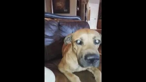 Хочу видео собаки