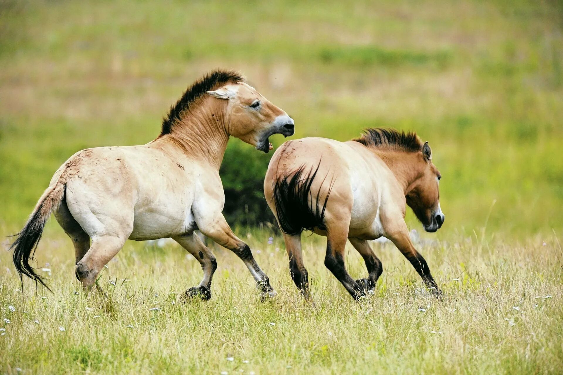 Лошадь Пржевальского Equus przewalskii. Дикая лошадь Пржевальского. Лошадь Пржевальского вымерла. Лошадь Пржевальского табун. Почему лошадь пржевальского