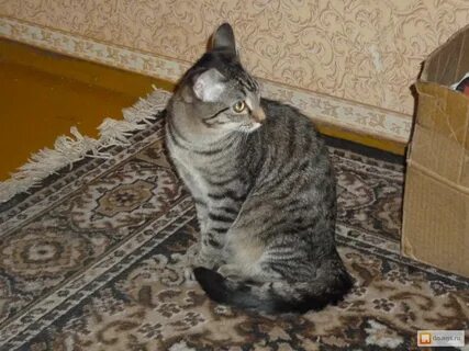 Кот 6 месяцев