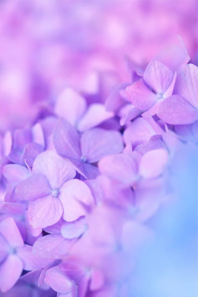 Нежно фиолетово розовый. Фиолетовые цветы. Сиреневые цветы. Светло фиолетовые цветы. Бледно сиреневые цветы.