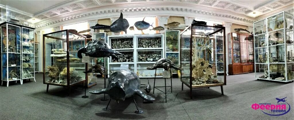 зоологический музей санкт-петербург. дарвиновский музей морской еж. музей «киты исландии» в рейкьявике. Thalassa муниципальный музей моря. музеи москвы дарвиновский музей.