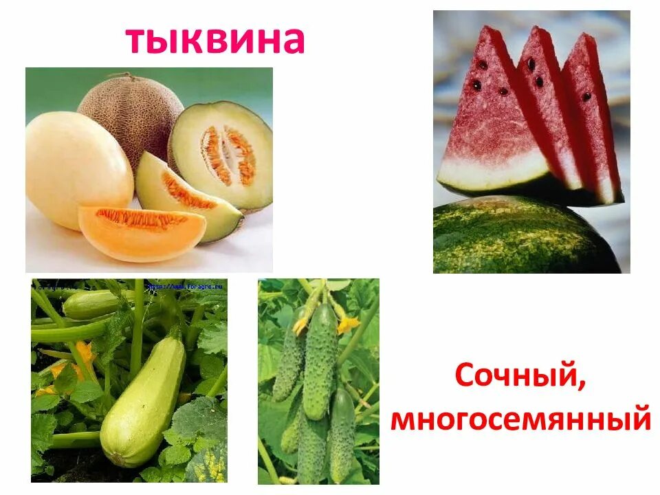 Тип плода тыквина. Плод тыквина. плод тыквина у каких растений. тыквина примеры растений. строение тыквины.