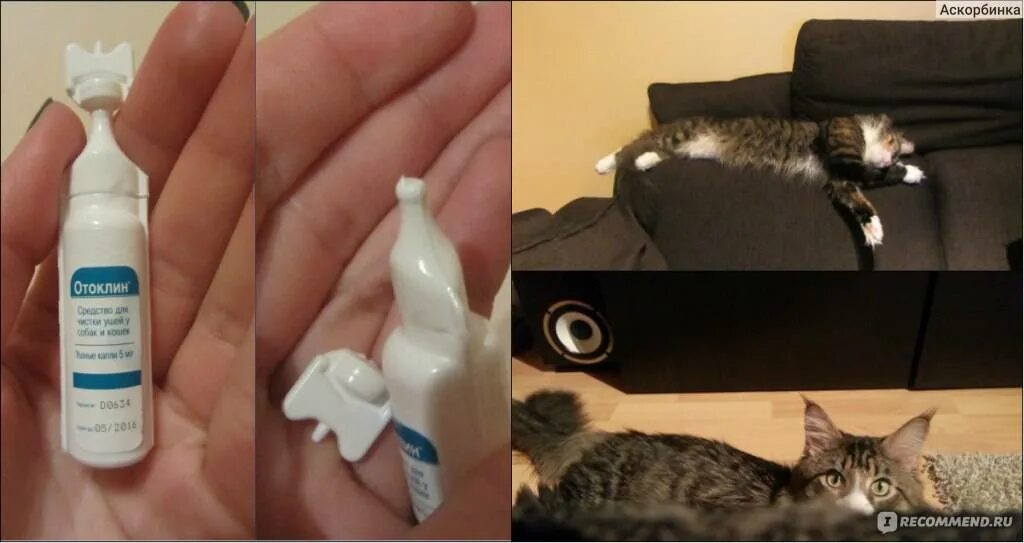 Хлоргексидин котятам. Средства для чистки ушей коту. Приспособление для чистки ушей у кошек. Как почистить уши коту. Как можно почистить уши коту.