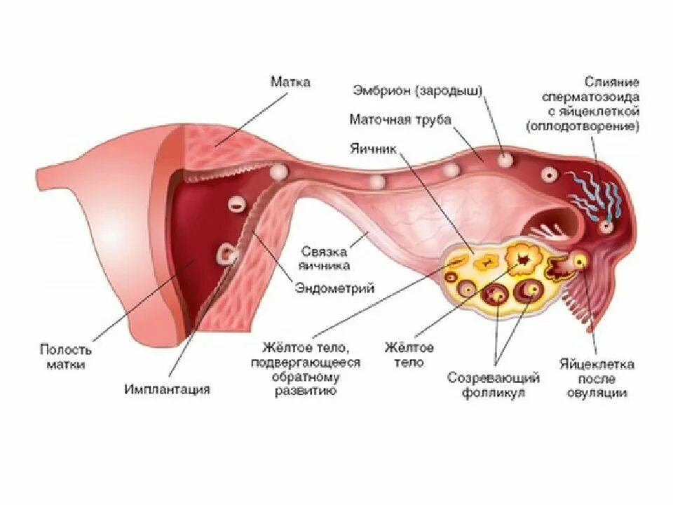 Оплодотворение в полости матки. Стадии формирования желтого тела. Жёлтое оплодотворение тело.